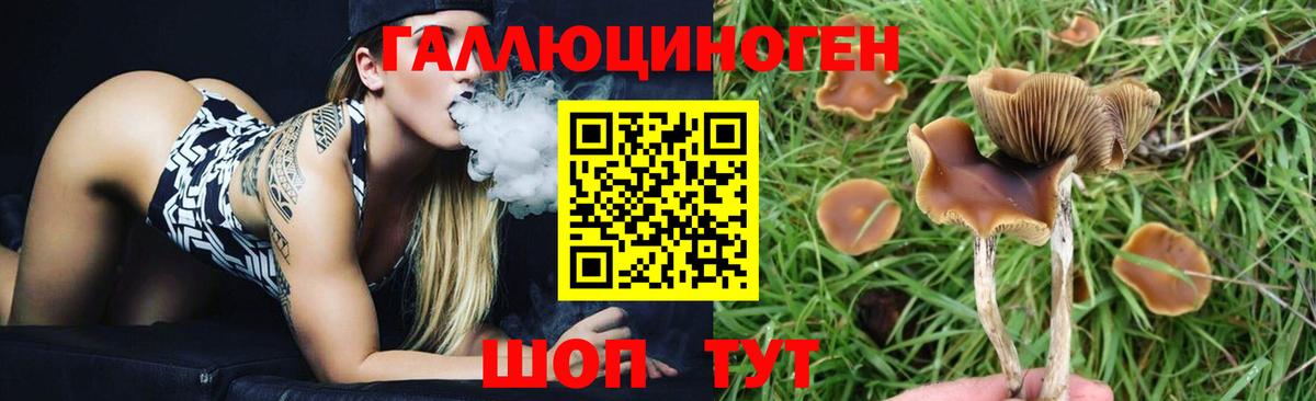 Псилоцибиновые грибы Psilocybe Югорск